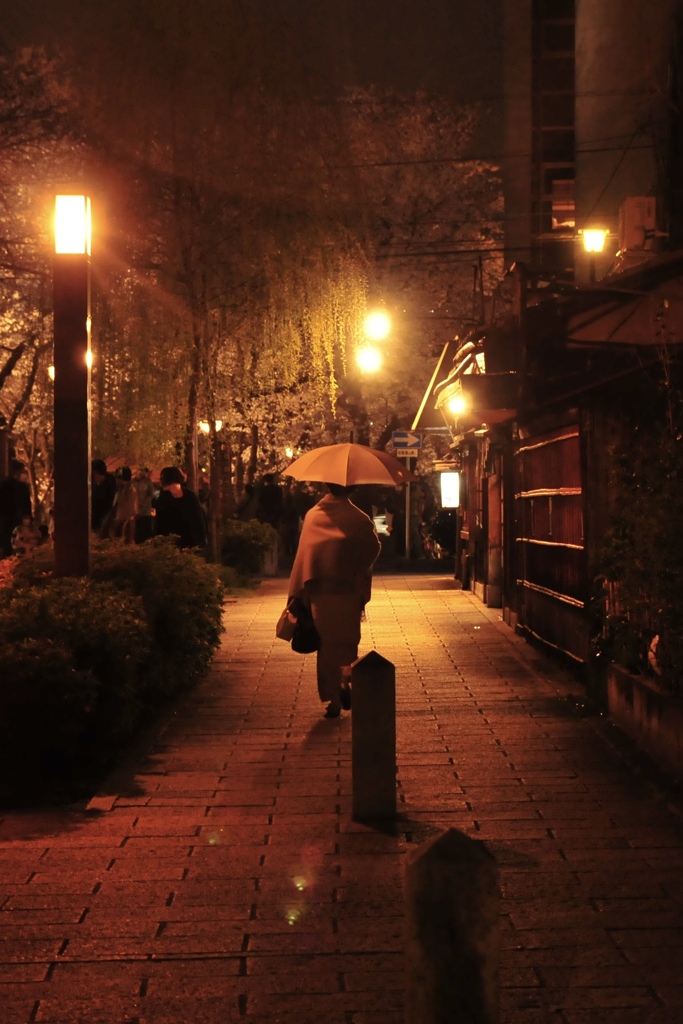 雨の夜桜
