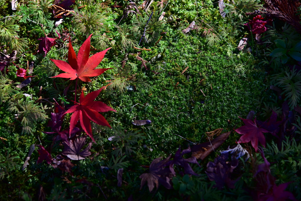 紅葉