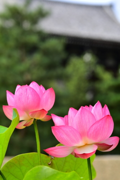 蓮の花2