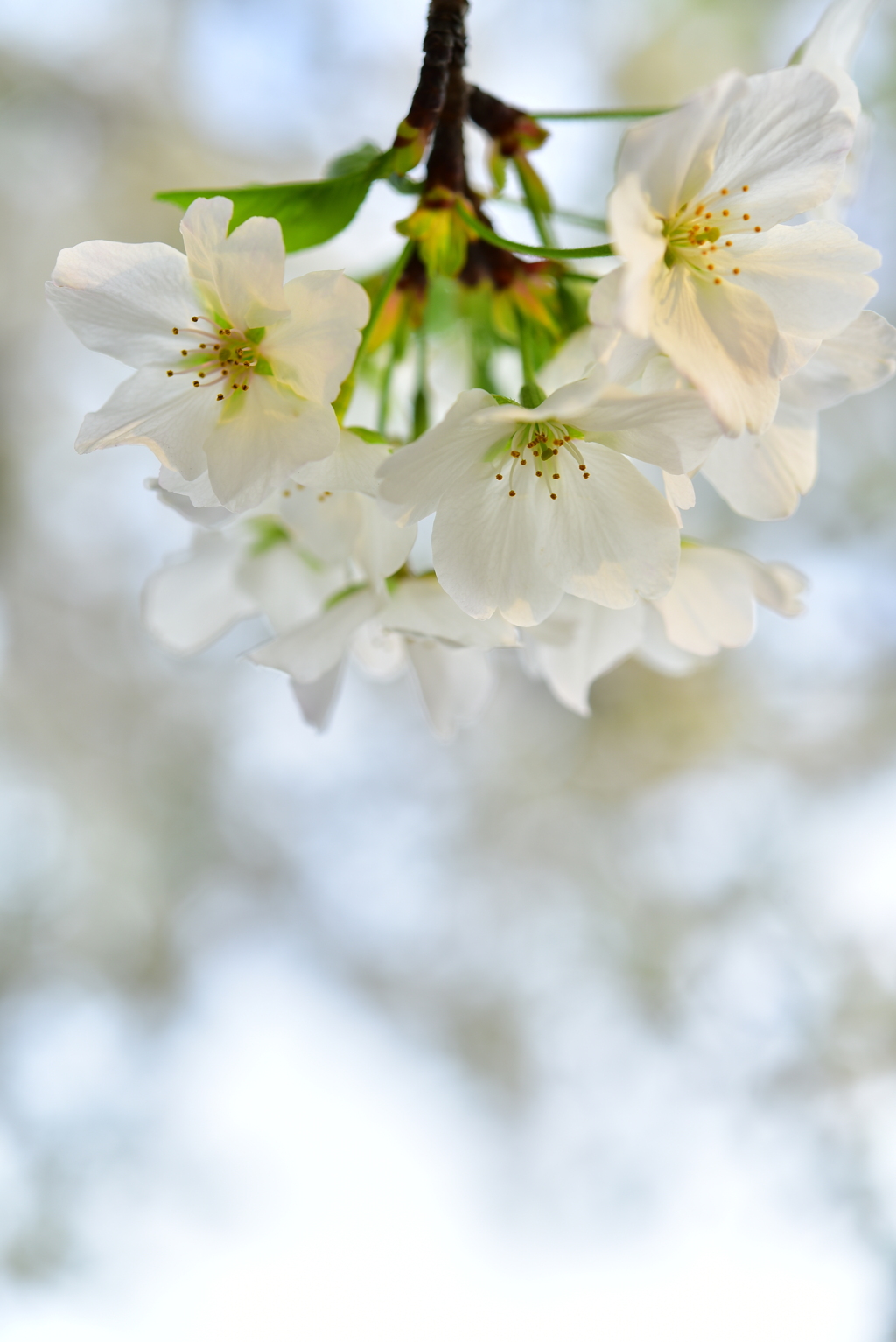 桜やっと咲きましたね