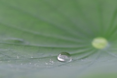 水玉