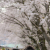 桜満開3