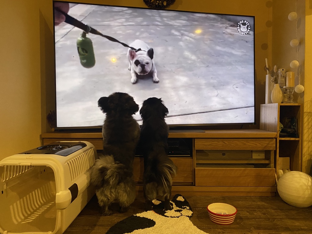 テレビを見る犬