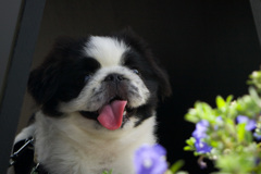 先代犬２