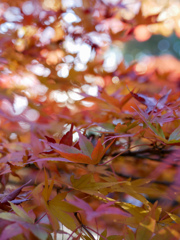 冬紅葉