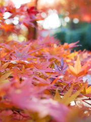冬紅葉