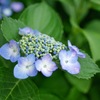 紫陽花