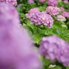 紫陽花