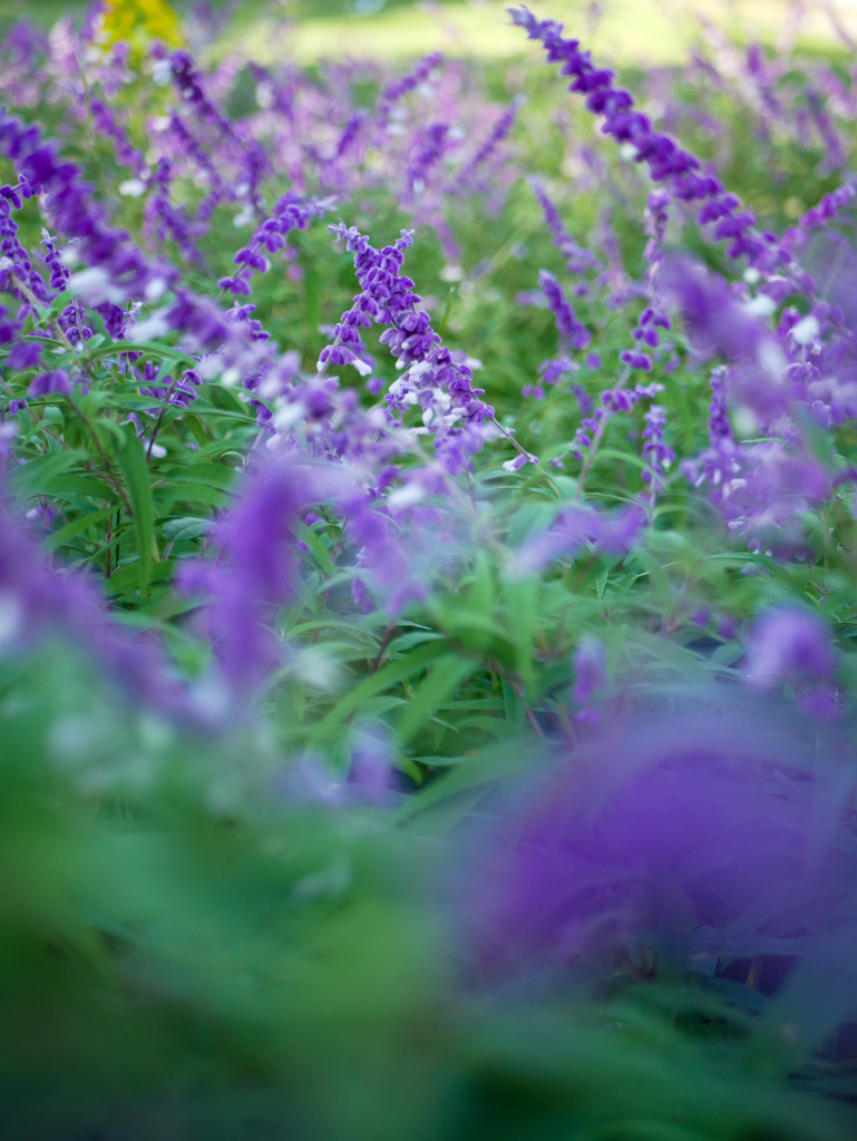 アメジストセージ