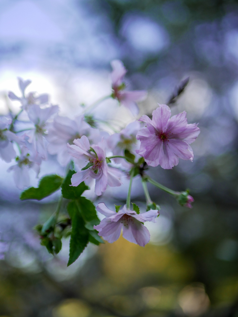 ジュウガツザクラ