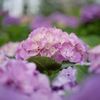 紫陽花