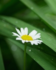 雨上がり