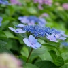 紫陽花