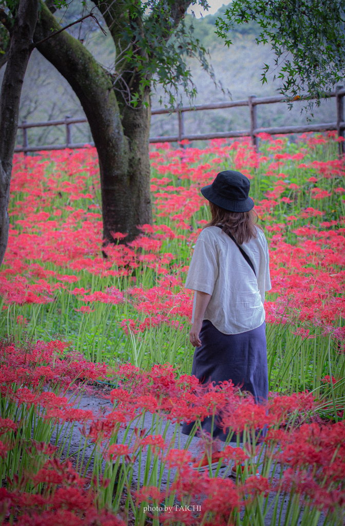 彼岸花と彼女