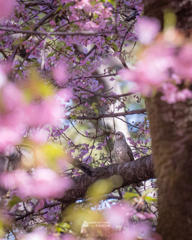 ヒヨドリと河津桜②
