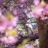 ヒヨドリと河津桜②