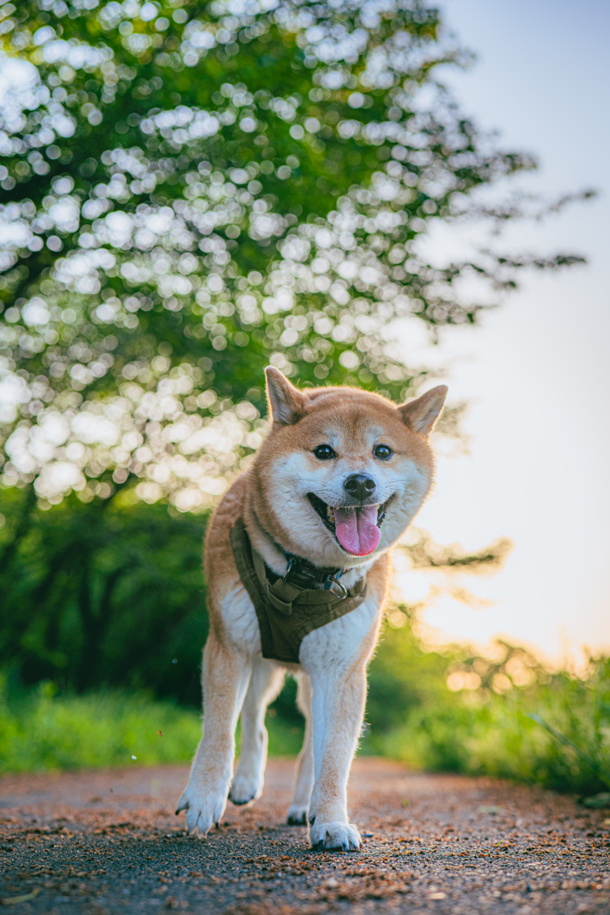 柴犬まるとお散歩