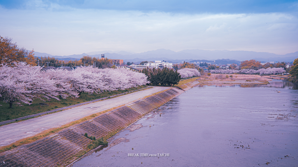 入間川×桜 part2