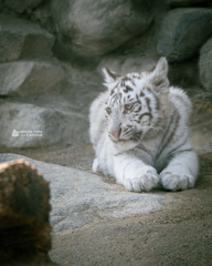 東武動物公園②