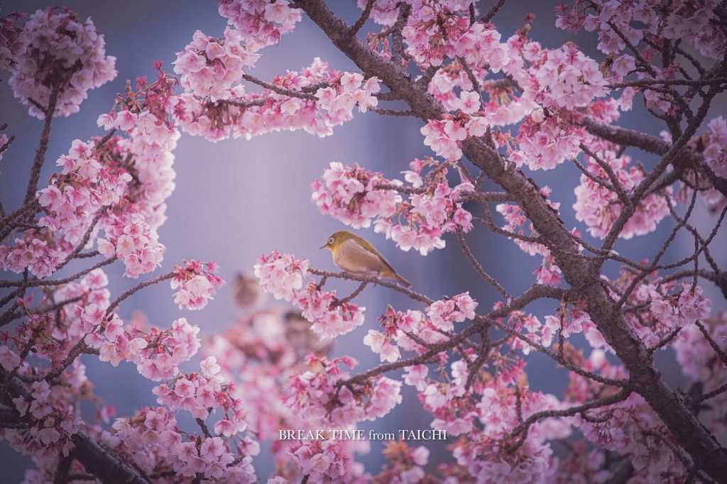 熱海桜の間からメジロさん