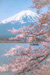 河口湖×桜 part1