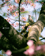 ヒヨドリと河津桜③