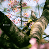 ヒヨドリと河津桜③