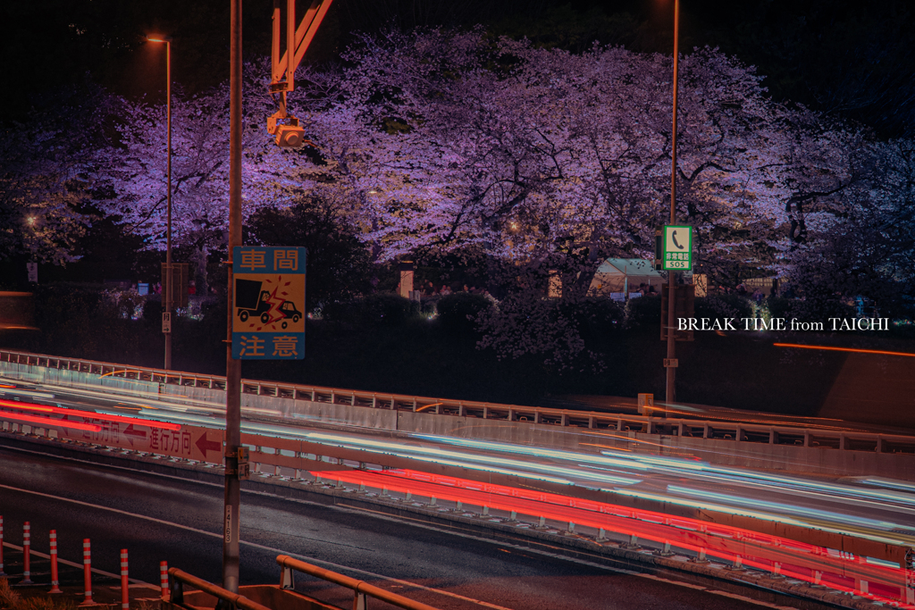 首都高速と桜