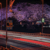 首都高速と桜