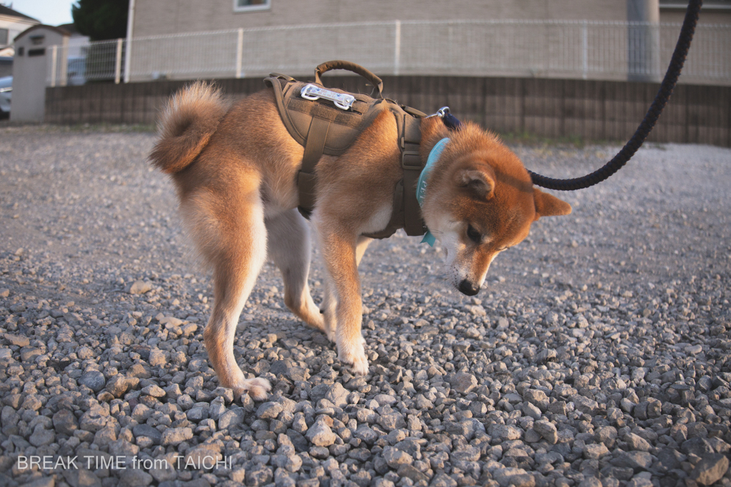 踏ん張るSHIBA