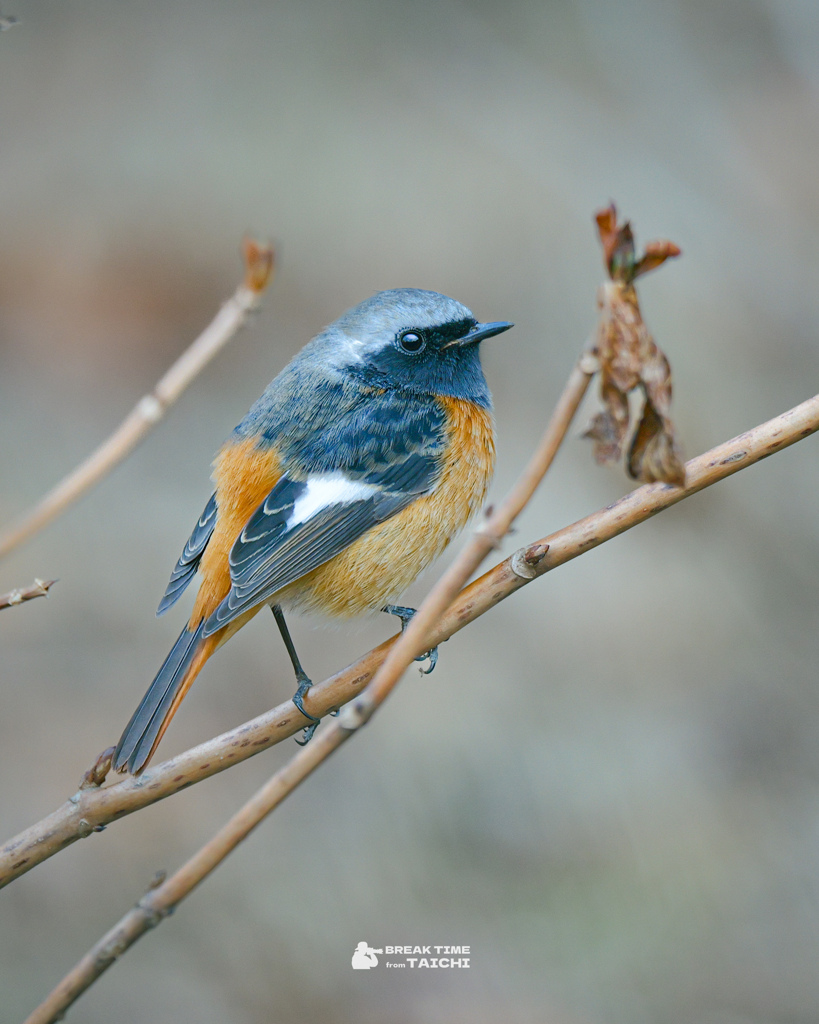 ジョウビタキ in 昭和記念公園