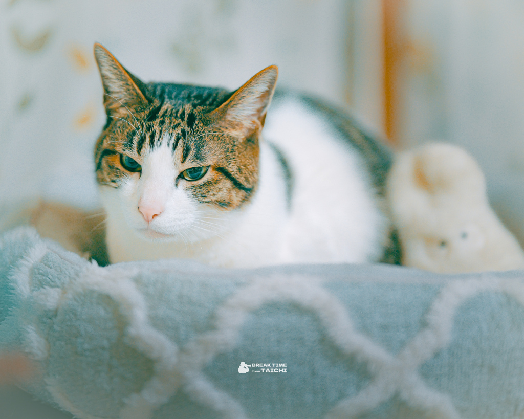 もふもふとモフモフ