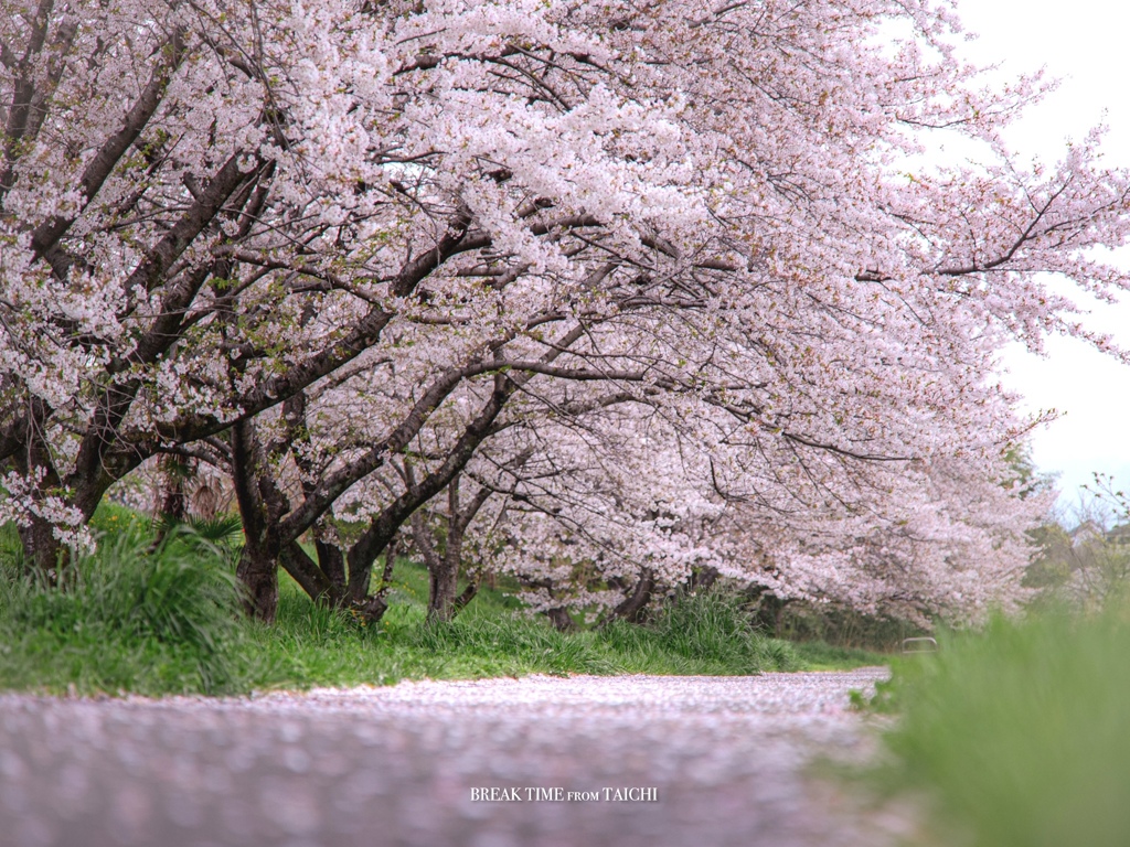 入間側×桜