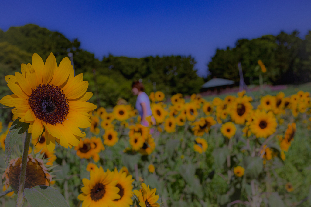 太陽の子供たち