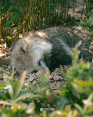 東武動物公園③