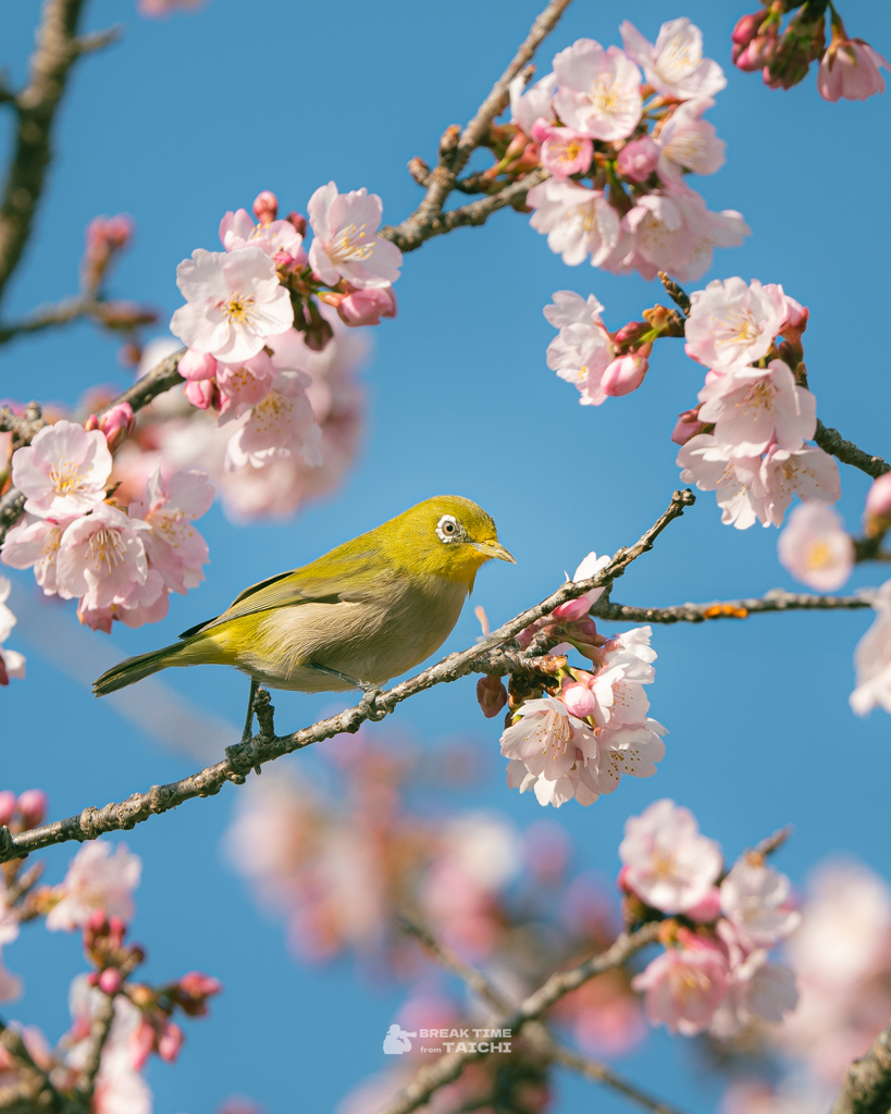 桜とメジロ
