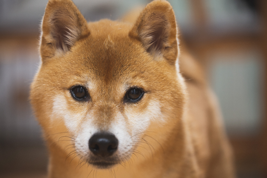 まんまるお顔のマルくん