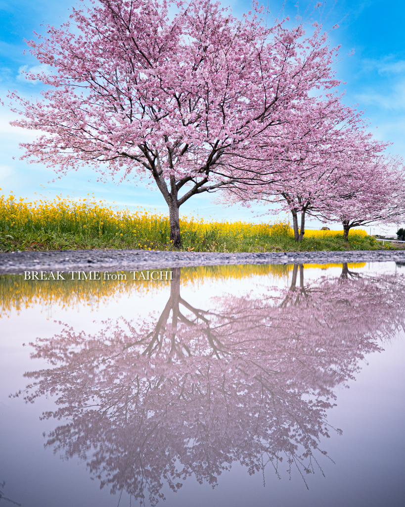 桜と菜の花