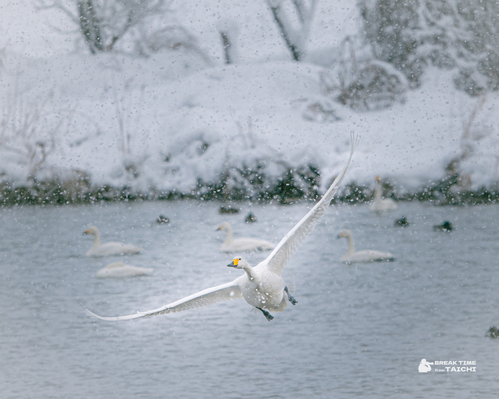 白鳥のテイクオフ