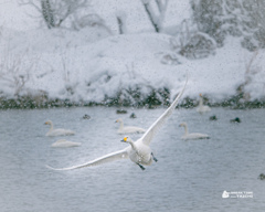 白鳥のテイクオフ