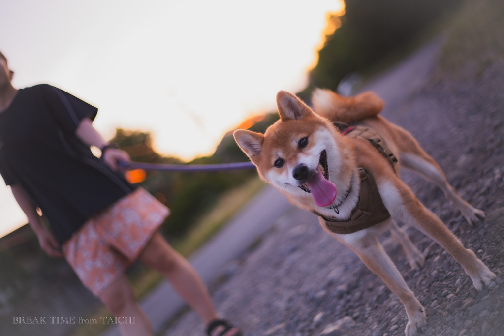 散歩にご満悦