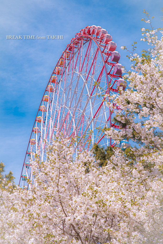 葛西臨海公園の大観覧車と桜