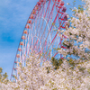 葛西臨海公園の大観覧車と桜