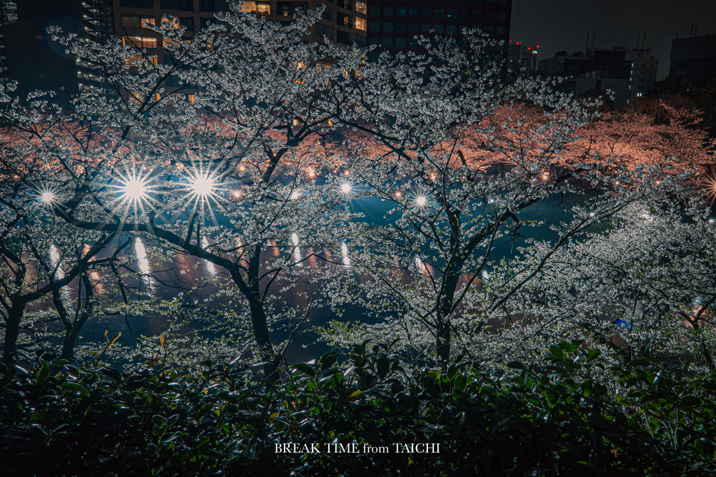 夜桜の絨毯
