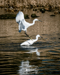 サギの戯れ