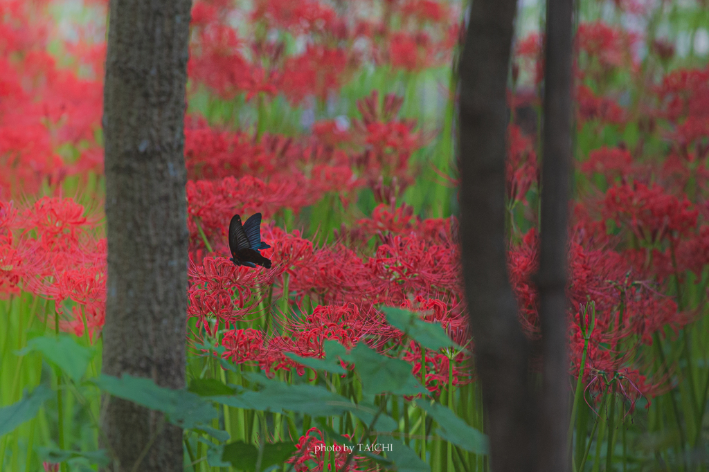 黒の天使