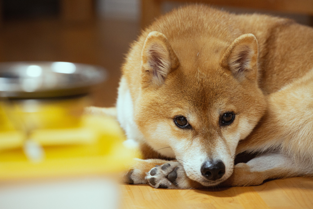 ご飯まだかな〜