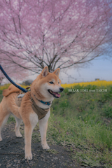 桜と菜の花と柴犬