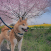 桜と菜の花と柴犬