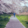 桜の散歩道